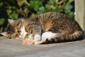 sweet sleeping domestic cat