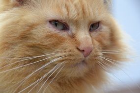 view of a red cat close