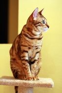 sitting bengal cat