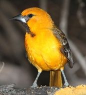 colorful hooded oriole close up