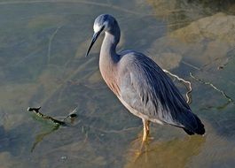 White Faced Heron on a lake bank