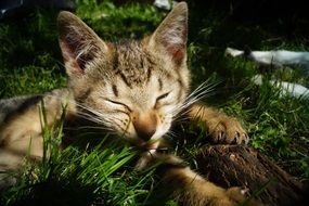 sleepy tabby kitten