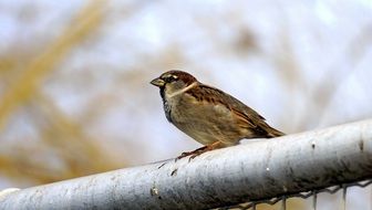 Wild sparrow on a metal fence