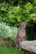 cheetah in a zoo