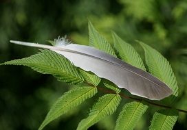 gray Pigeon Feather on green leaves close-up on blurred background