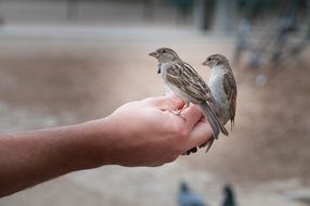 sparrows on the human hand