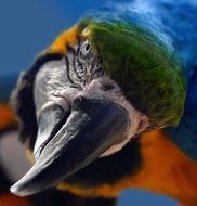 Portrait of Yellow macaw