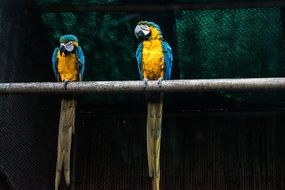 colorful Parrots on a branch