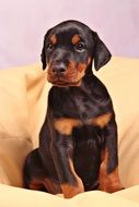 brown puppy Dog, Doberman