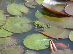 frog swims on the pond