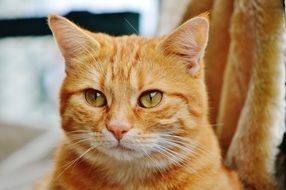 sweet red tabby cat