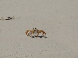 little crab on sand