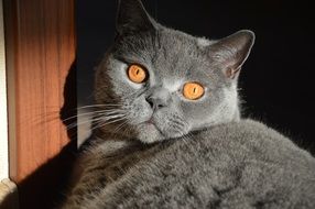 british shorthair Cat with orange eyes