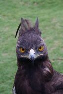 Crowned Eagle Bird