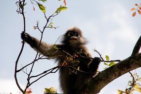 Langur Monkey