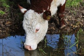 drinking Cow head at still water