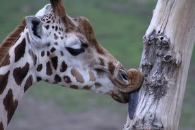 cute giraffe kisses a tree