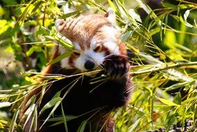 Red panda in the grass