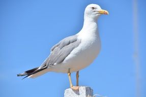 white seagull on a pole against the clear sky