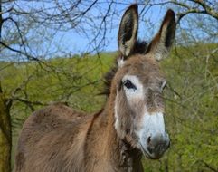 Donkey on meadow