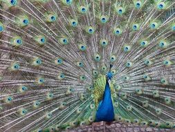 peacock with a beautiful multi-colored tail