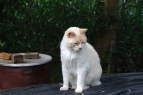 white domestic cat in the yard