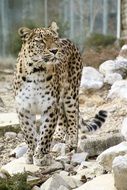 Portrait of the beautiful Persian Leopard