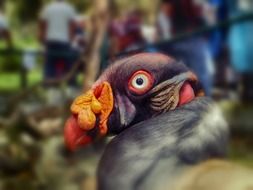 Sarcorampus Papa bird