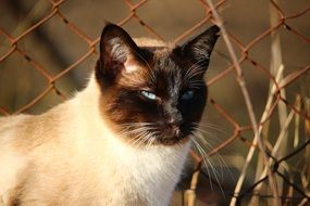 siamese cat sitting by the metal fence on a blurred background