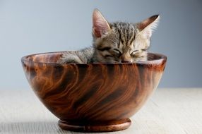 sleeping kitten in a brown bowl
