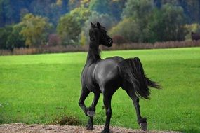 black horse walking on road in countryside