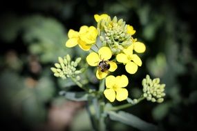 bee on small yellow flowers