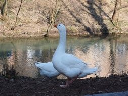 two Geese on riverside