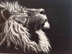 Close-up of the lion in black and white background