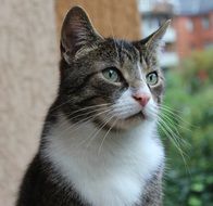 incomparable Domestic Cat