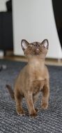 portrait of Domestic Burmese kitten