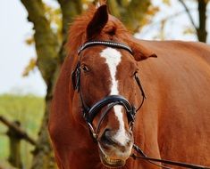 Horse Animal Ride Reiterhof portrait