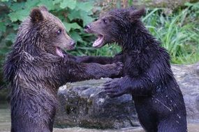 Two brown bears fighting each other