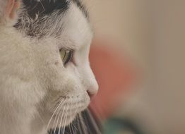 profile portrait of a domestic cat with green eyes