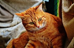 portrait of pretty Red Cat