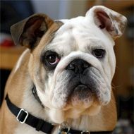 cute English Bulldog