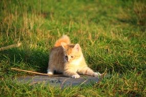 playful red tabby kitten