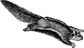 black white squirrel in flight as an illustration