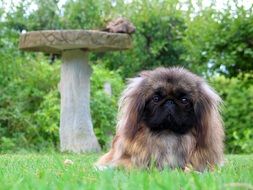adorable pekingese