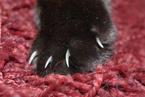 black cat's paw on the red carpet