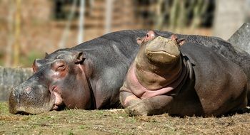 Cute hippo with a cub lying in the sun