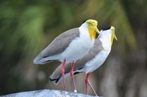 two exotic yellow-headed birds