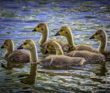 fluffy chicks geese on the water