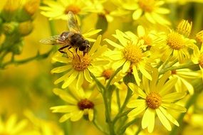 Bee sitting on a yellow flowers