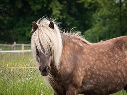 big maned stallion in a green meadow